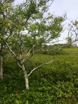 Black Cherry Tree