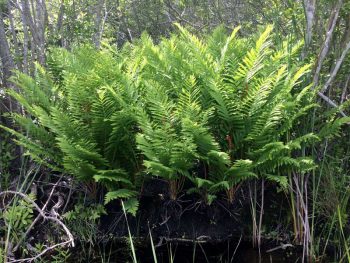 Cinnamon-Fern