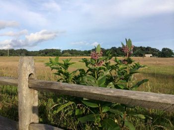 Common-Milkweed-Cisco