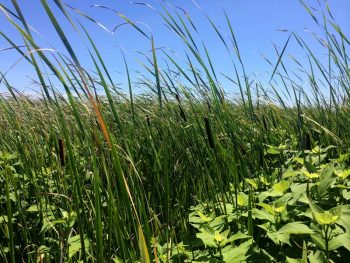 Rose Mallow Cat Tails in Miacomet Pond
