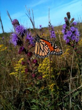 Monarch Butterfly