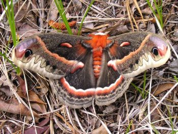 Ccecropia Moth