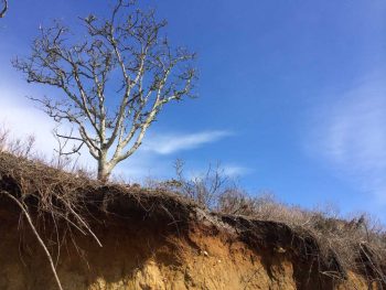 A tree on top of a bank in Coatue