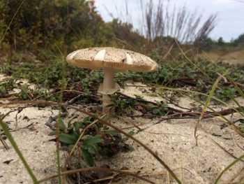 Fall Fungi