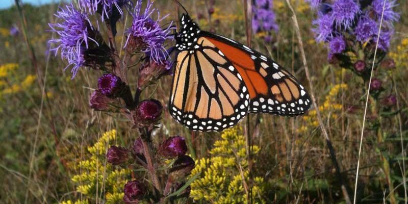 Monarch Butterfly on a flower