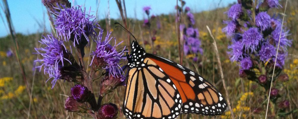 Pollinators Garden Tips