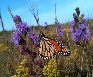 Pollinators Garden Tips