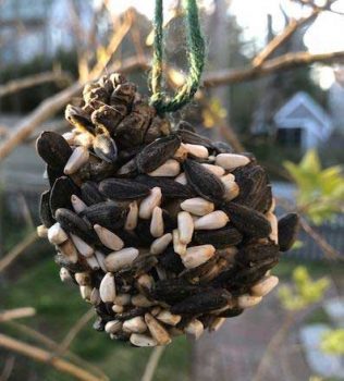 DIY bird feeder using seeds.