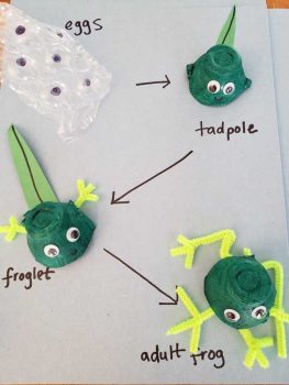 Frog Life Cycle Craft using egg cartons.