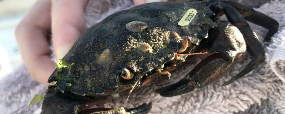 Tagged Green Crab
