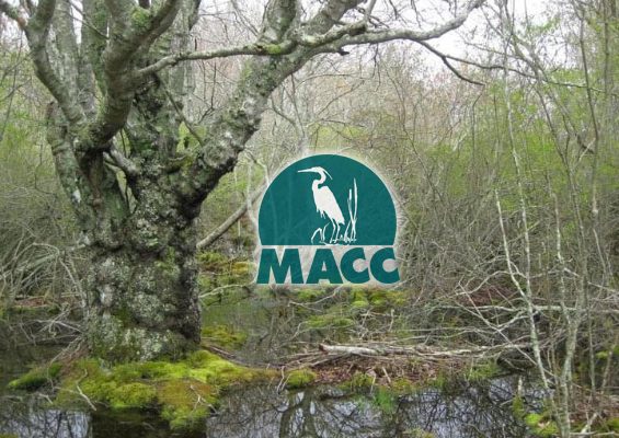 MACC Official Certification