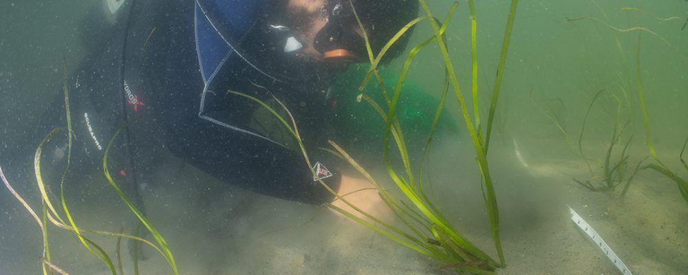 Eel Grass Restoration