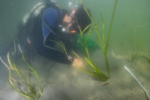 Eel Grass Restoration