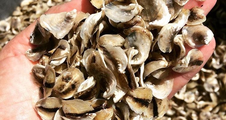 Oyster Seeds