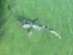 Shark Research Around Nantucket