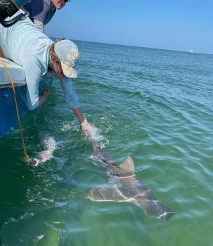 Shark Research Around Nantucket