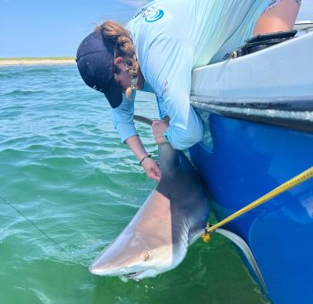 Shark Research Around Nantucket