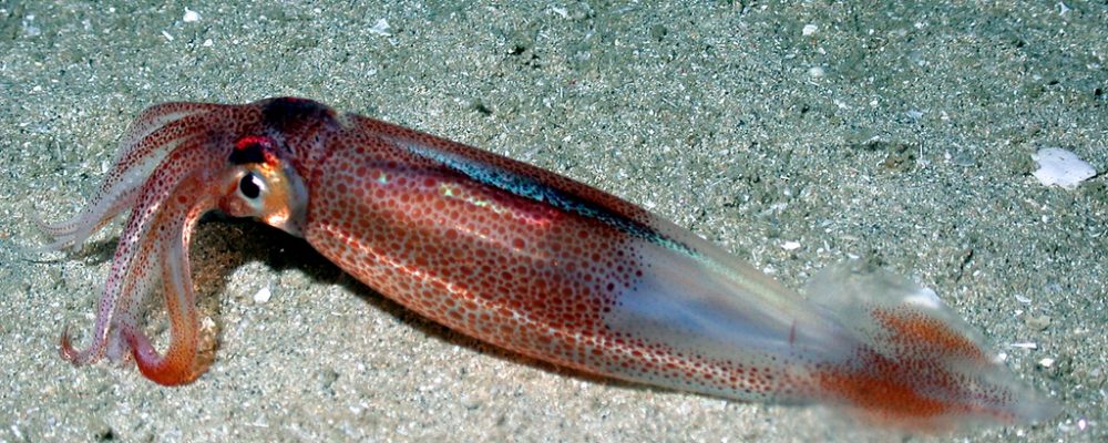 squid